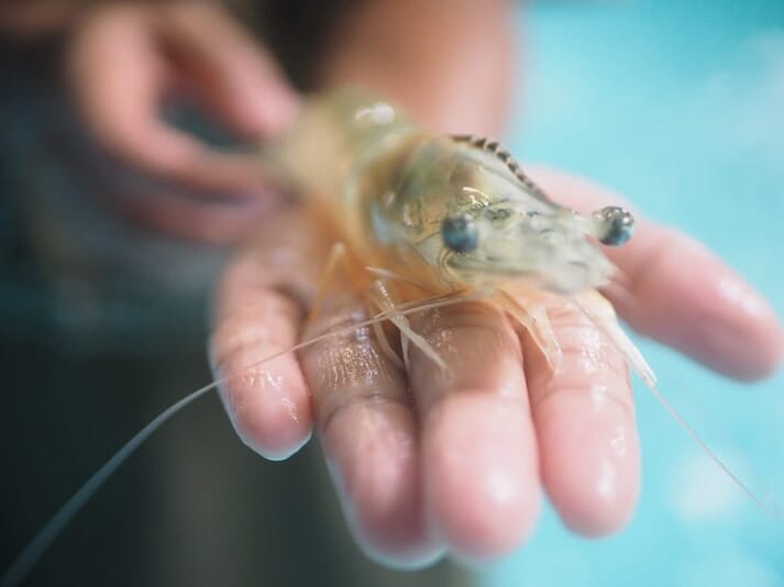 person holding whiteleg shrimp