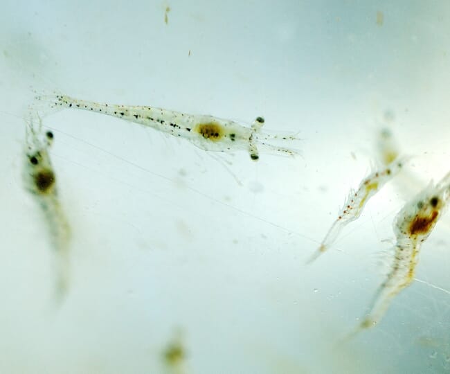 Shrimp larvae.