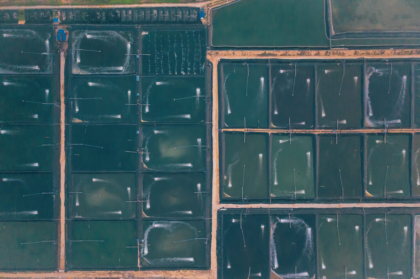 aerial view of shrimp ponds