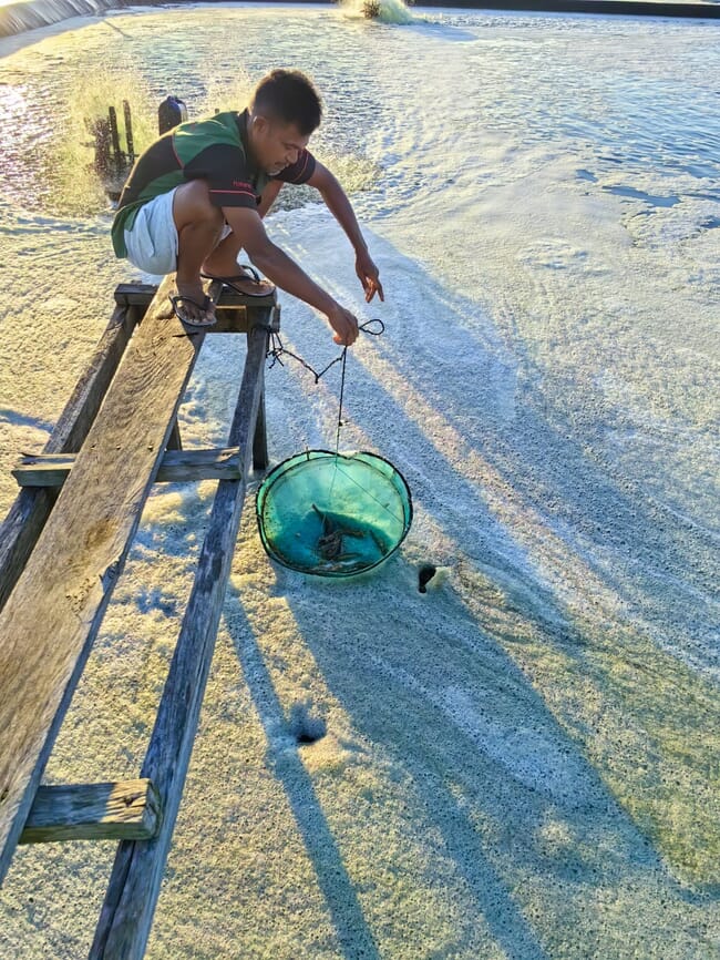 A man dangling a net from a plank above a shrimp pond
