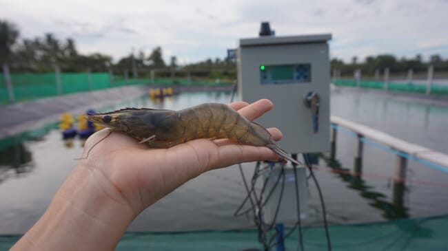 A vannamei shrimp in the palm of a hand.