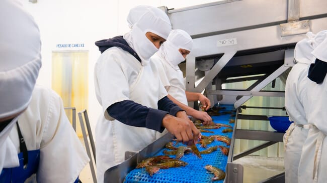 A shrimp processing line.