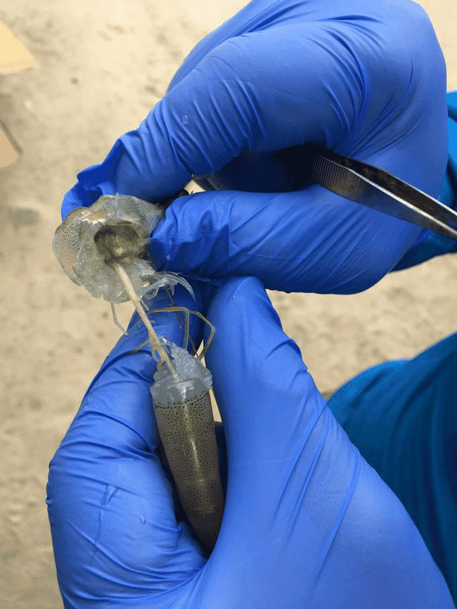 Một con tôm bị bệnh đang được một người kiểm tra trong phòng thí nghiệm.