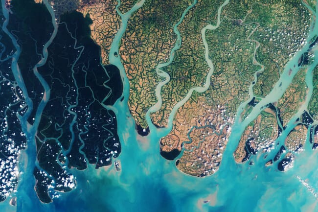 A satellite image of mangroves.