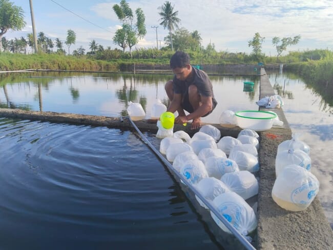 O criador de camarões Sugeng Riyanto cuidando de sua fazenda.