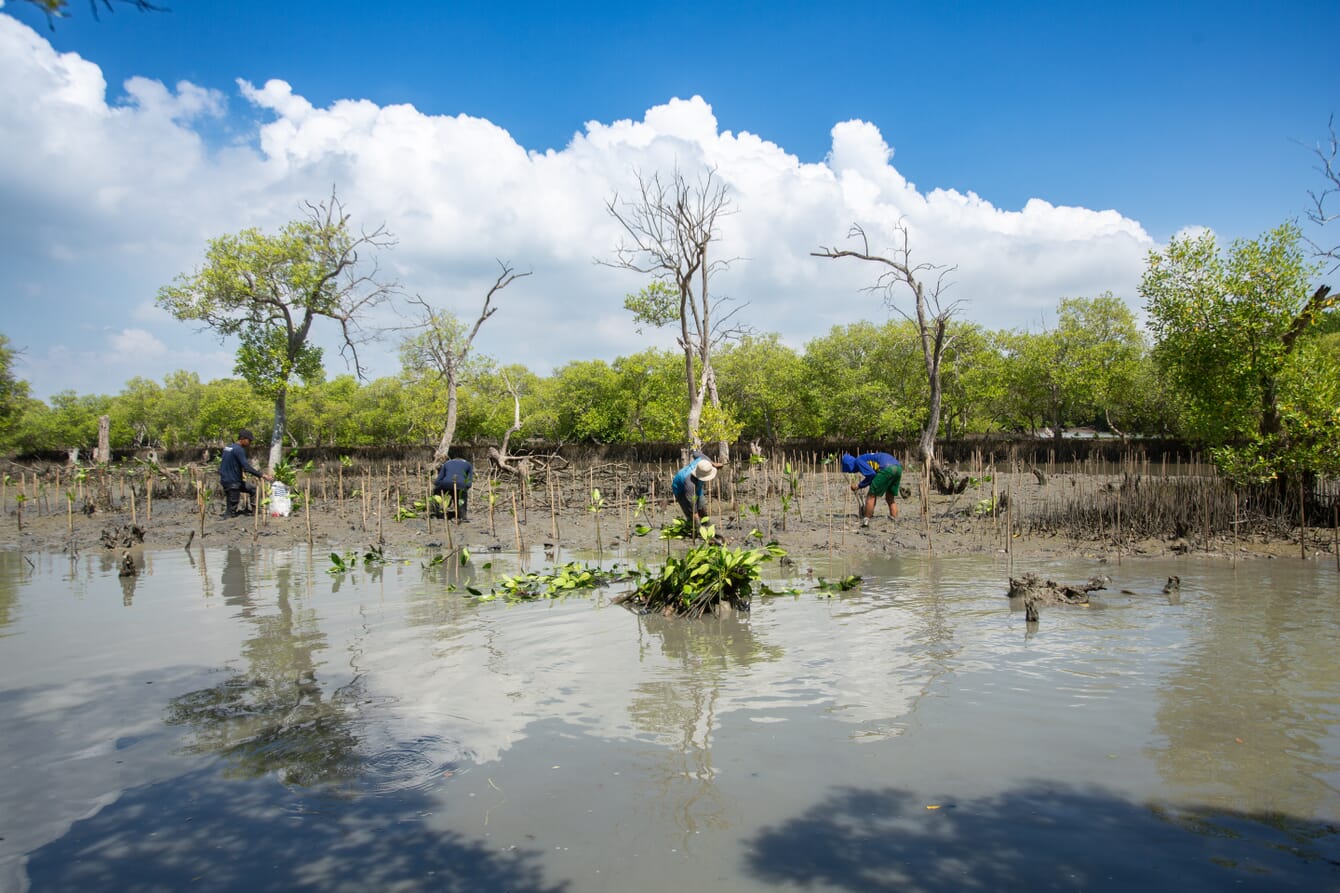 Camaroneros trabajando en un manglar.