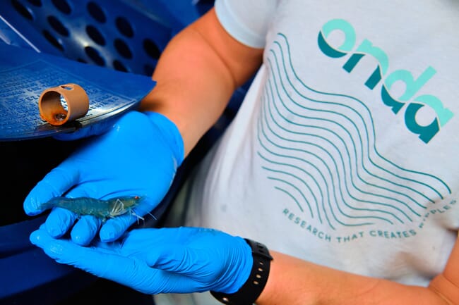 A researcher holding a vannamei shrimp.