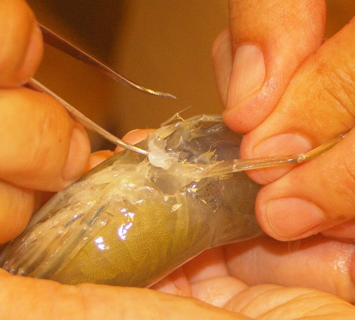 A sperm sac is applied to artificially inseminate a ripe female