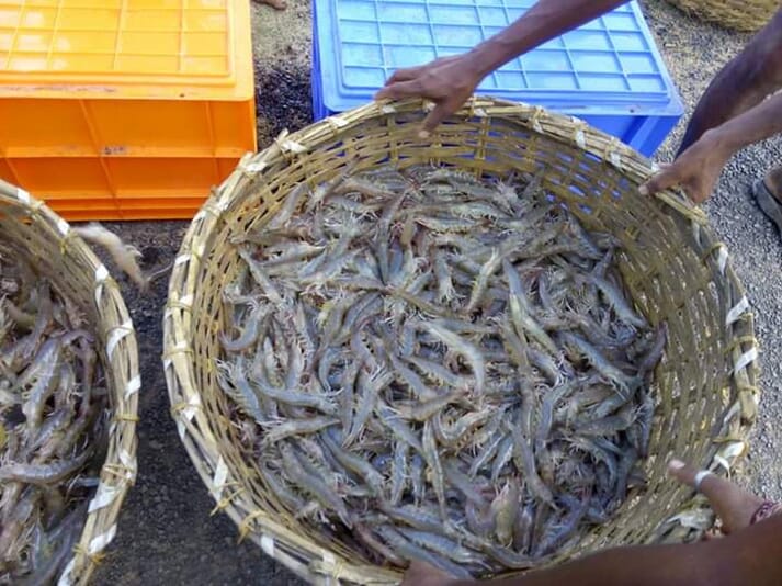 bengal shrimp in a basket