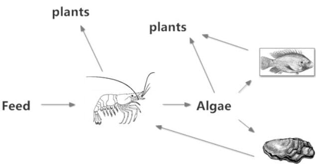 A diagram explaining the theory behind the system. Bivalves have not yet been added
