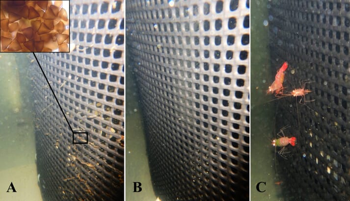 Net cages used during the study:  Cage A contains Neobenedenia girellae egg masses, Cage B contains peppermint cleaner shrimp, Cage C shows peppermint shrimp feeding on the cage surface