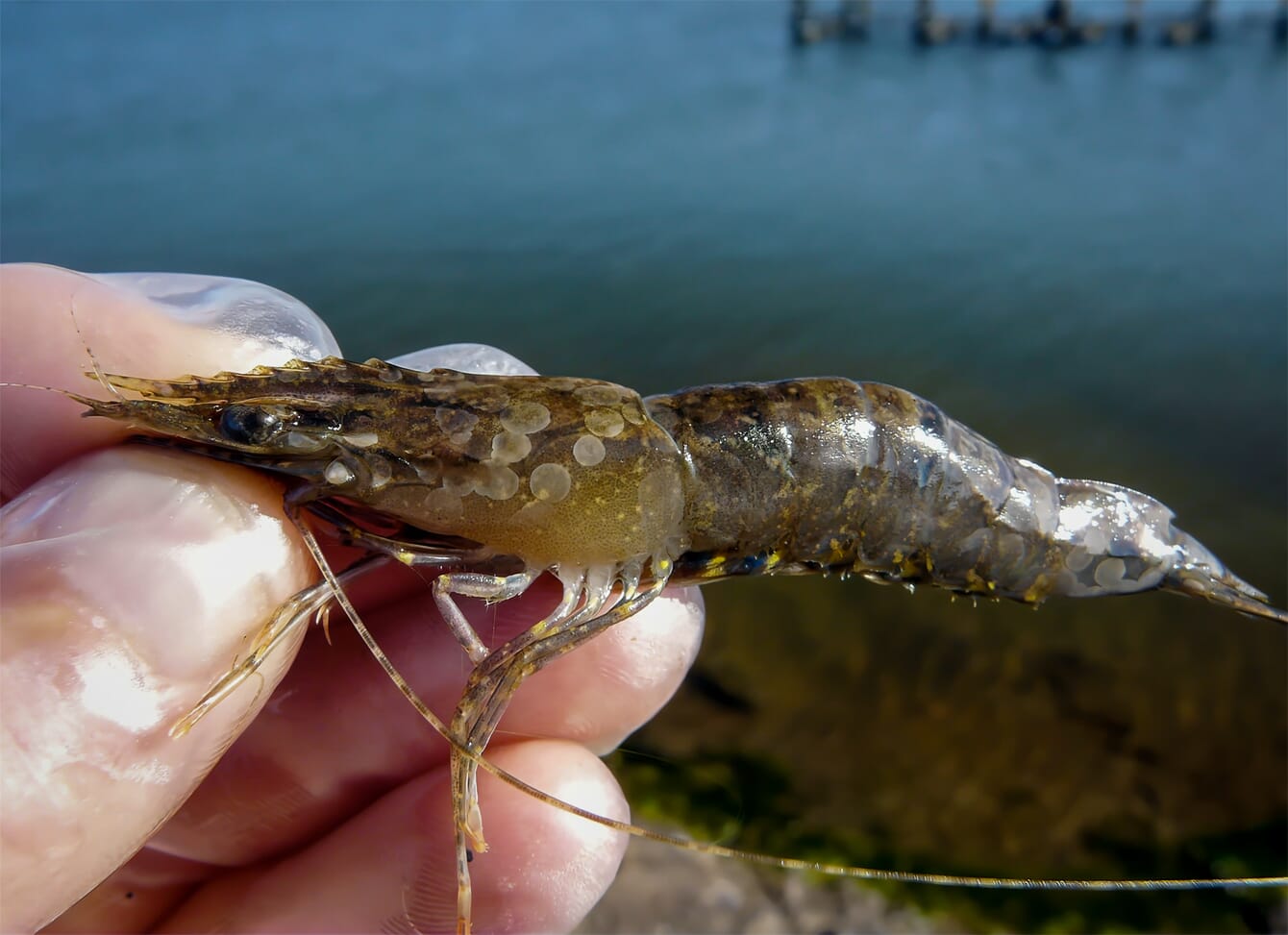 Close up of shrimp