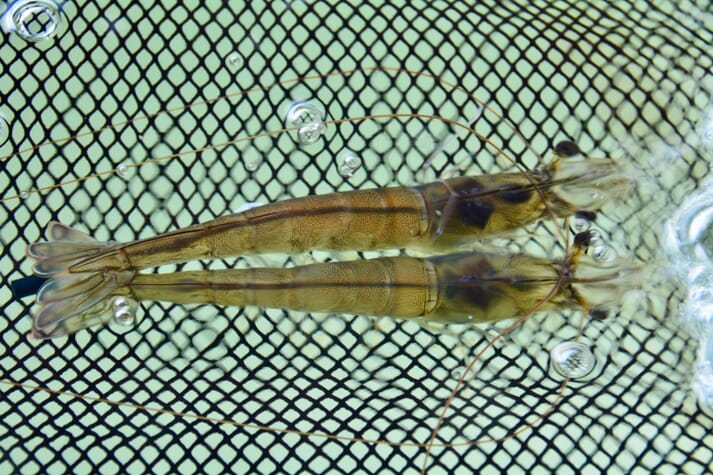 Healthy whiteleg shrimp (Litopenaeus vannamei)