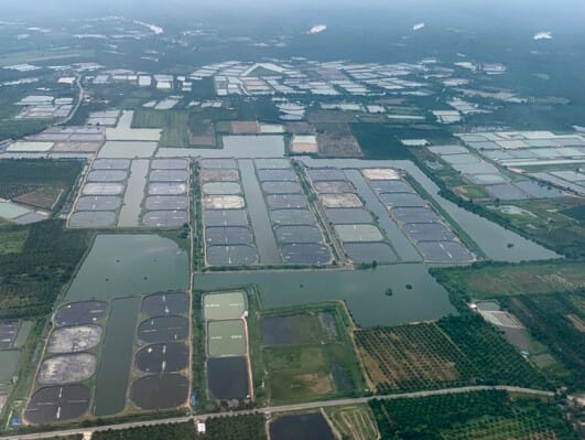 aerial view of multiple shrimp farms