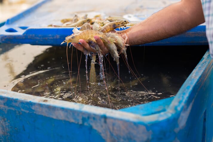 Person holding shrimp broodstocks above a blue tank