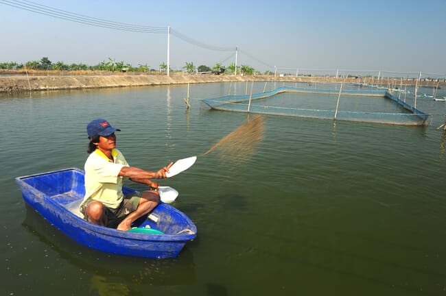 person throwing shrimp feed into a pond