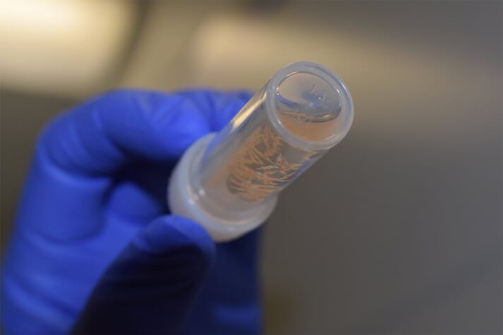 Shrimp MultiPath Xtra can detect a range of pathogens, including DIV-1
