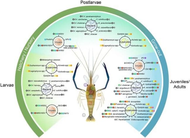 Graph showing the diseases that impact giant river prawns