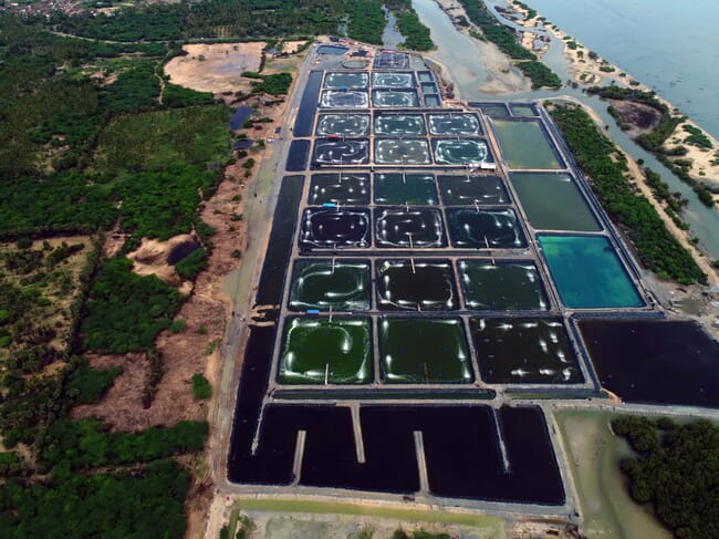 shrimp ponds