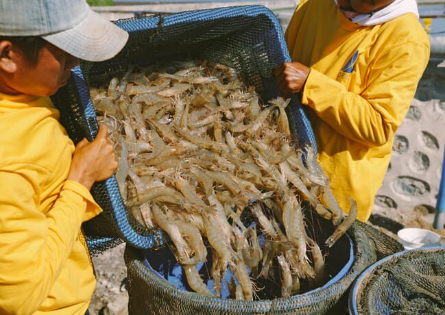 Trabalhadores rurais despejando camarões colhidos em um balde