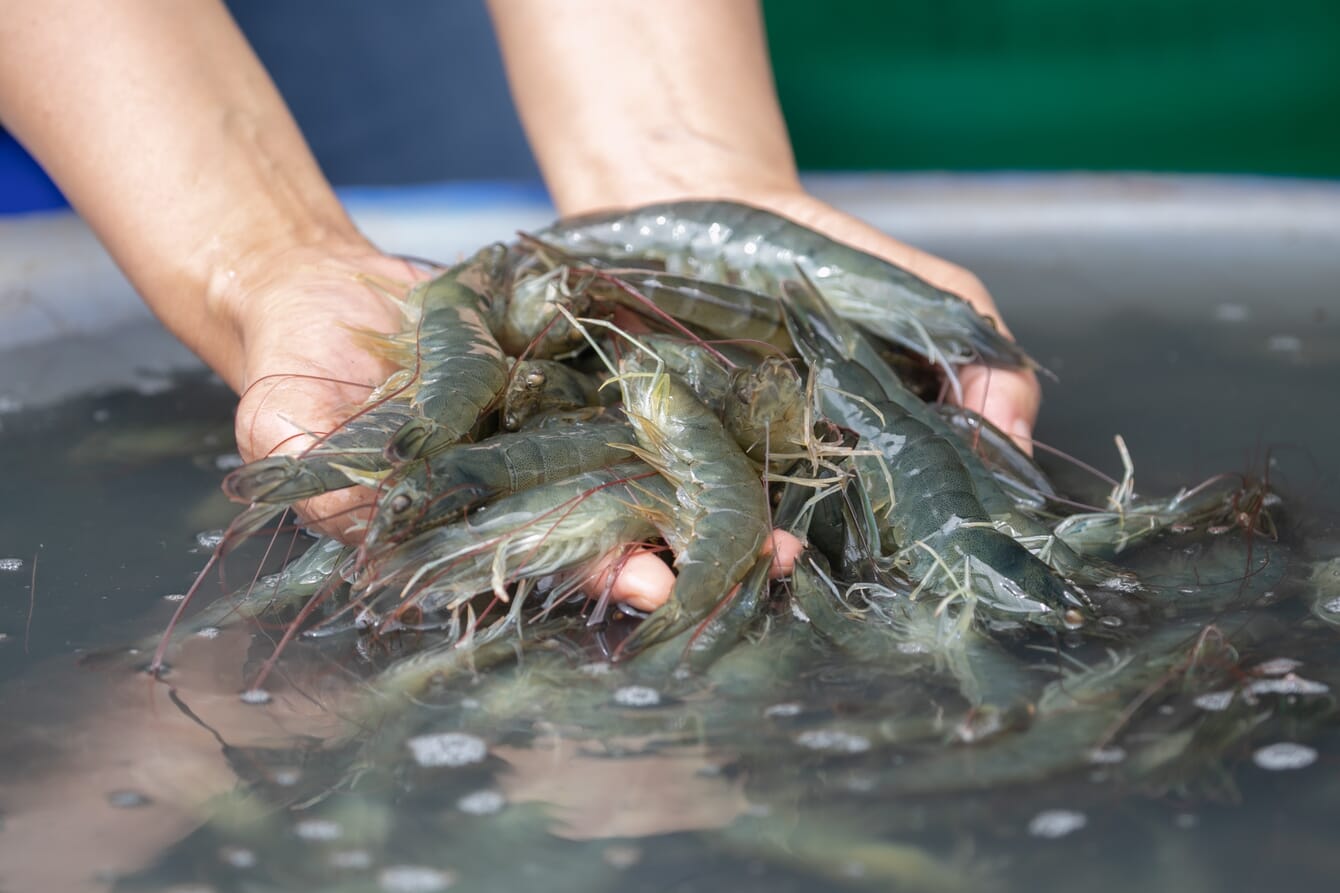 A close up of an aquaculture technitian holding shrimp.