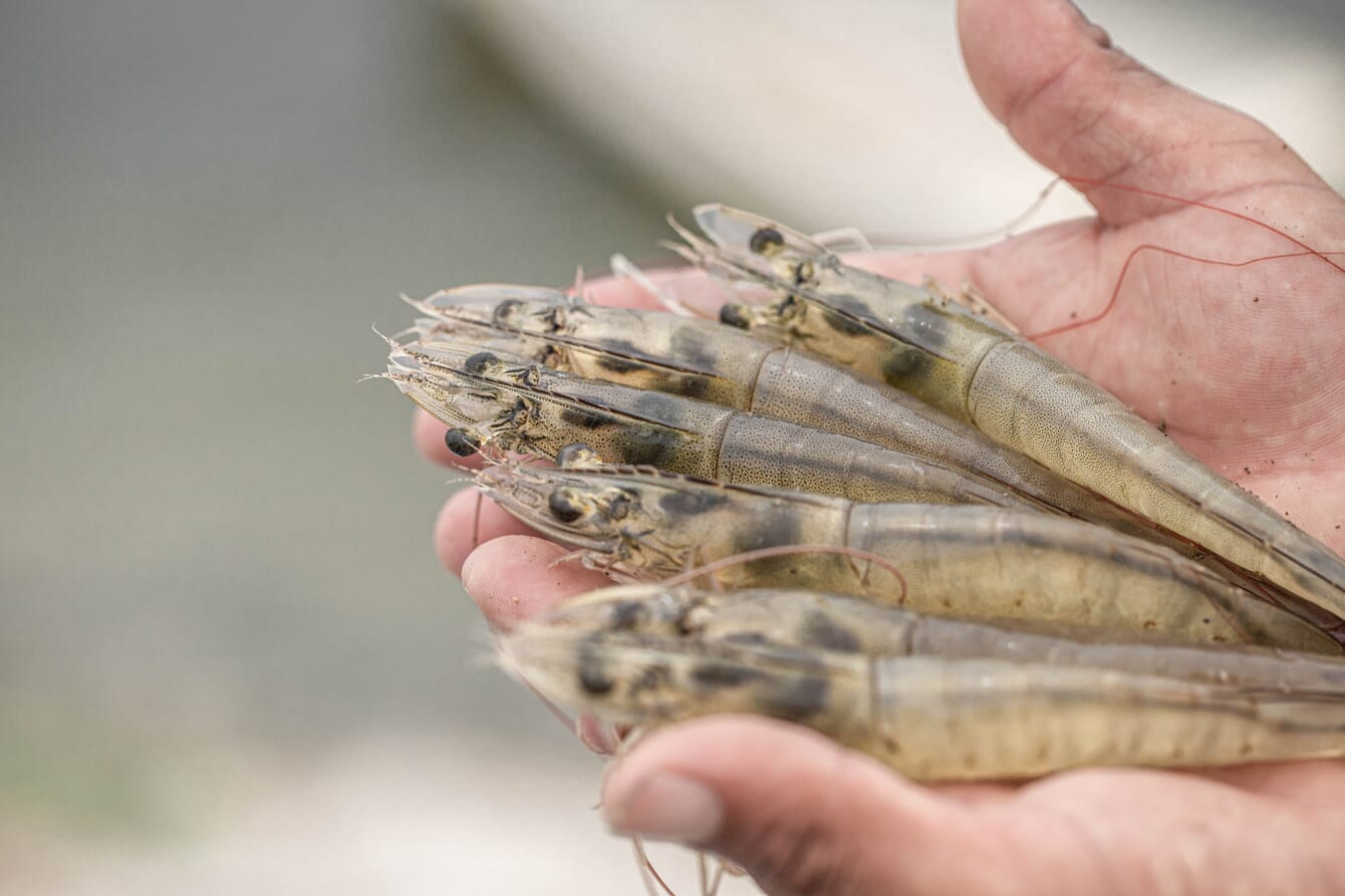 An aquaculture farmer holding many live shrimp in his hands above their tanks.