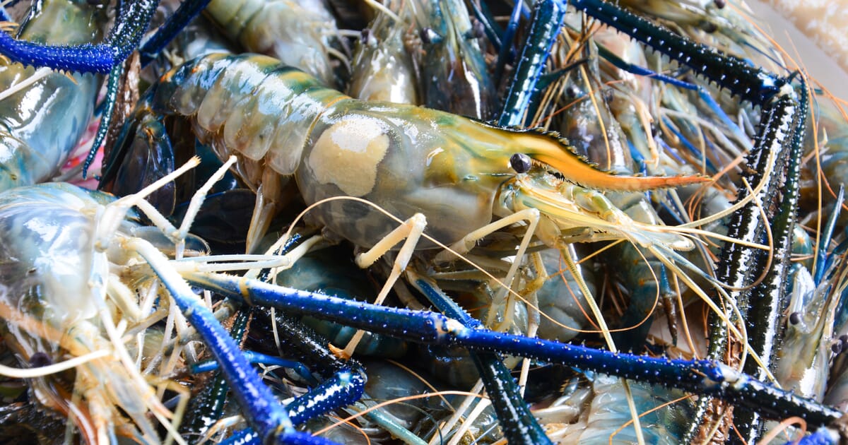 Vietnam to step up giant river prawn production