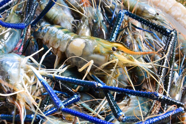 giant river prawn