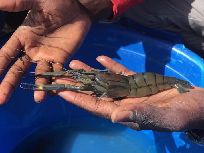 Macrobrachium vollenhoveni: a species of river prawn native to Senegal