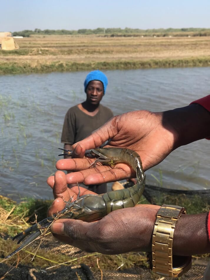 Schistosomiasis levels have exploded in areas where river prawns have been prevented from migrating