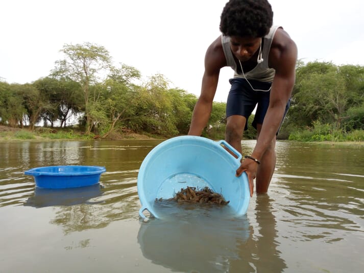 Hatchery-bred river prawns being released by Silvain Sow, the project's former production manager, at a site in Senegal
