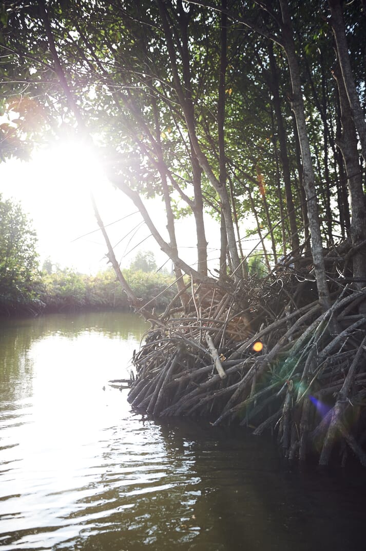 mangroves growing in the water