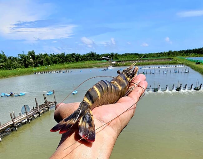 A hand holding a large shrimp