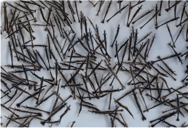 Juvenile shrimp in a tank.