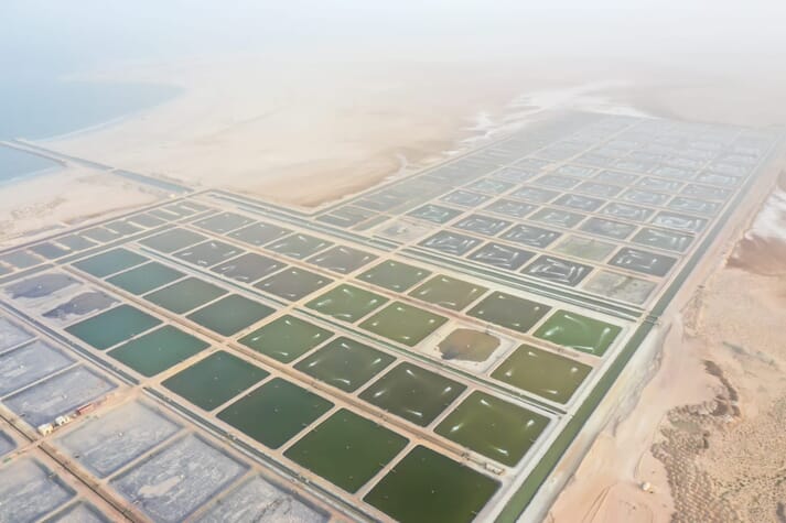 aerial view of shrimp ponds