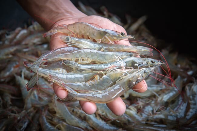 Hands holding adult shrimps