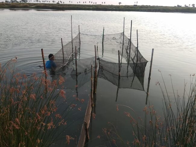 Person sitting in the water near a hapa net