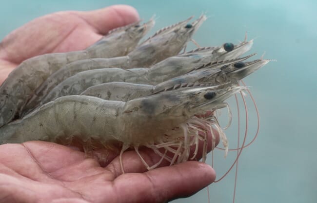 person holding farmed shrimp