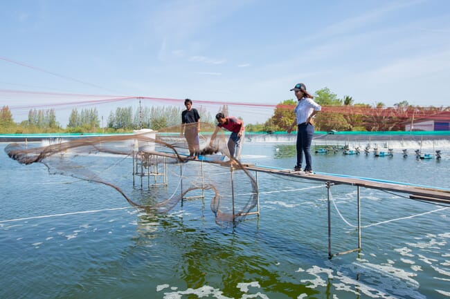 Person standing on a platform and tossing a net into a shrimp pond