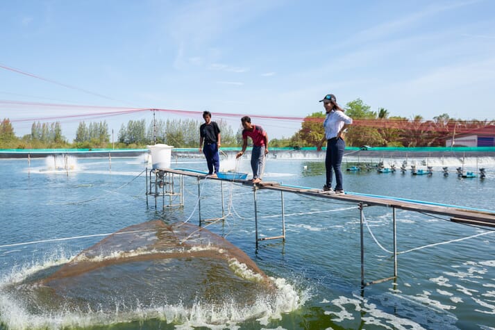 Three people throwing a net into a fish pond
