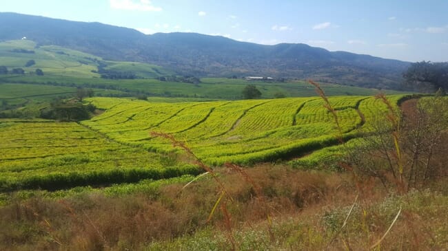 Tea estate in South Africa