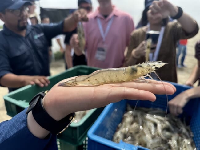 A harvested shrimp in an outstretched hand