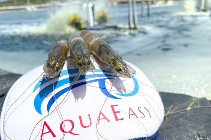 AquaEasy claims to increase shrimp farmers' productivity levels by 30 percent
