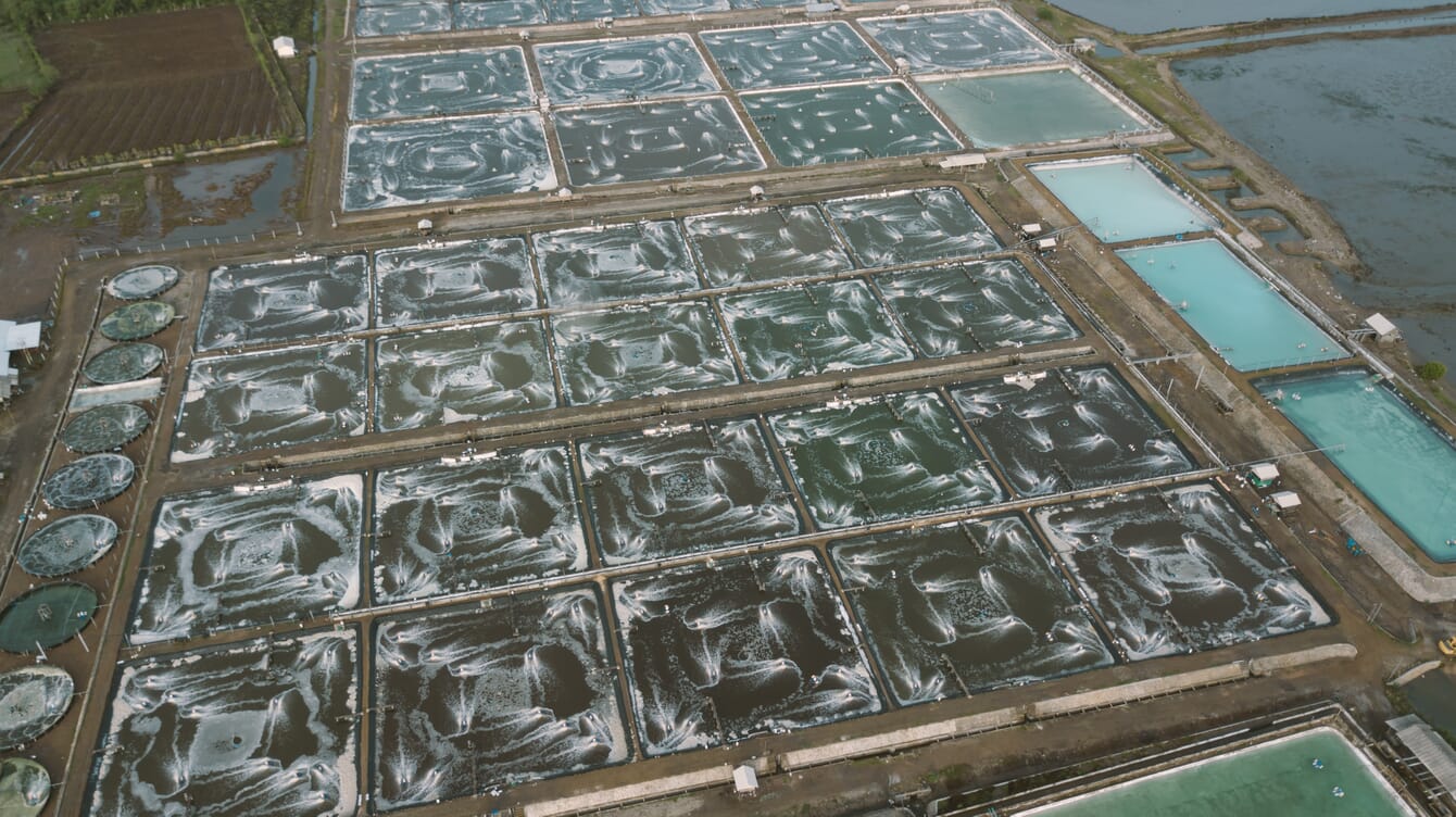 Aerial view of shrimp farm