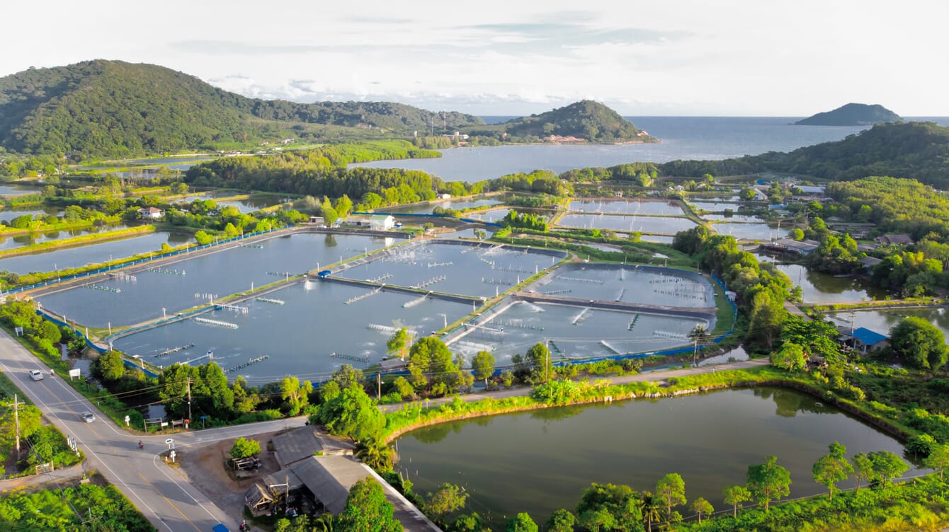 Aerial view of shrimp farm