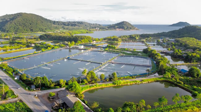 aerial view of shrimp ponds