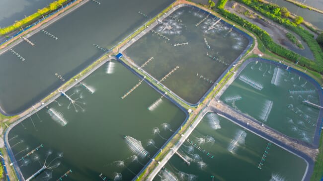 Aerial view of a shrimp farm