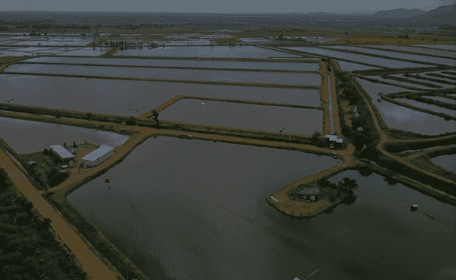 Shrimp ponds in Ecuador