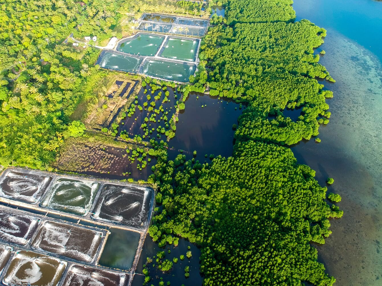 Aerial view of shrimp ponds beside mangroves.