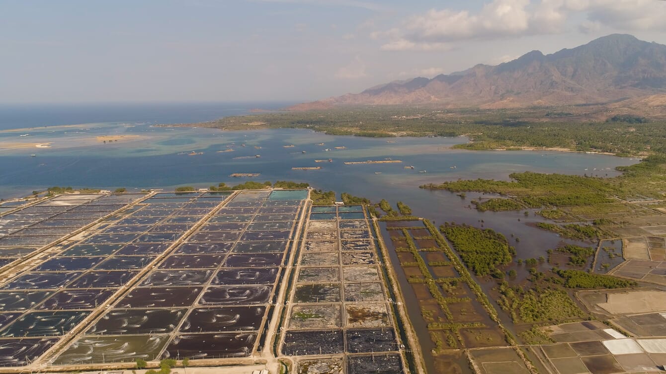 Aerial view of a large shrimp farm in Indonesia